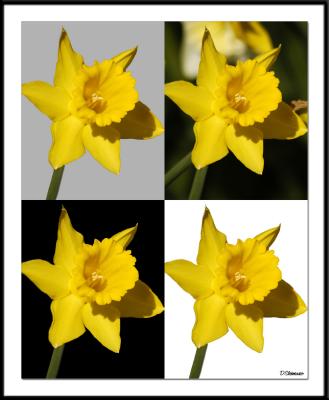 4/11/05 - Four Daffodils4 Daffodils_wF.jpg