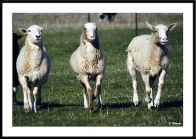 4/10/05 - Here come da dog. Here come da dog.ds20050409_0022awF Three Sheep.jpg
