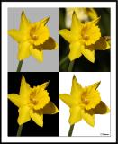 4/11/05 - Four Daffodils<br><font size=3>4 Daffodils_wF.jpg</font>