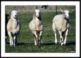 4/10/05 - Here come da dog. Here come da dog.<br><font size=3>ds20050409_0022awF Three Sheep.jpg</font>