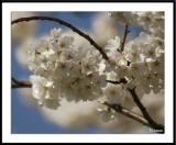 4/7/05 - Dogwood Blossoms<br><font size=3>ds20050410_0168awF Dogwood.jpg</font>