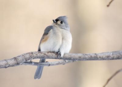 Tufted Titmouse