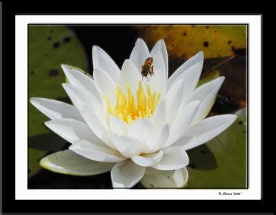 Bee and Lilly