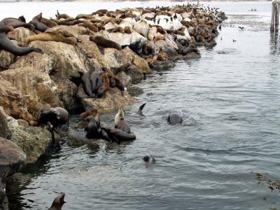 The sea lions call this break water home