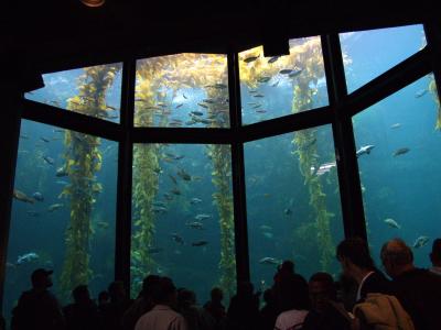 Kelp forest at the aquarium