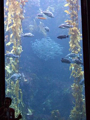 Kelp forest at the aquarium