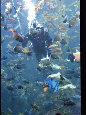 Fish feeding in the kelp forest