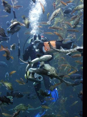 Fish feeding in the kelp forest (that orange one has jaws like a snapping turtle)