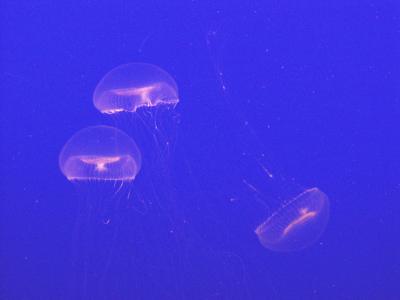 Jellies with the tank's lights on