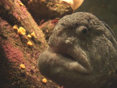 Wolf eel (which is really a fish not an eel)