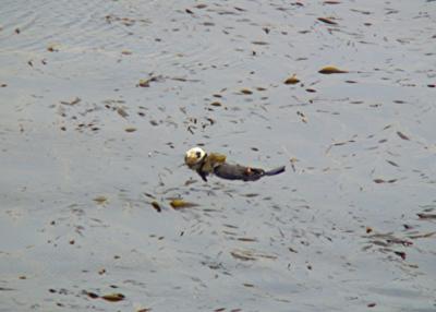 Sea otter (that red mark means it's been tagged)
