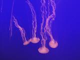 More jellies