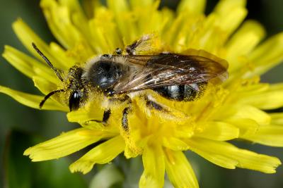 Bee on dandelion 3092 (V46)
