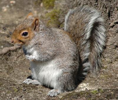 squirrel.jpg