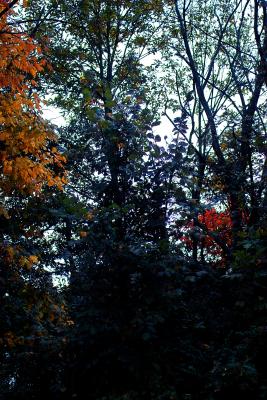 IMG05472+c10sl.jpg