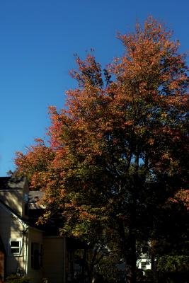 IMG05493+c10.jpg