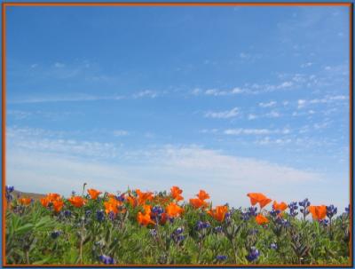 Poppies & Lupine