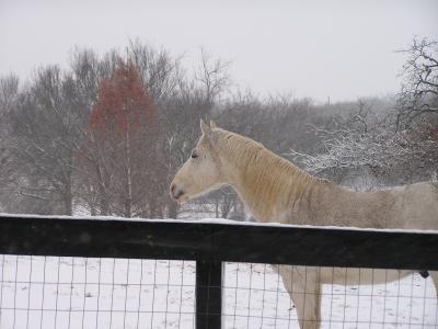 snow and horse.JPG