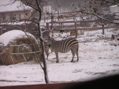 Zebras in the snow Dec 2004.JPG