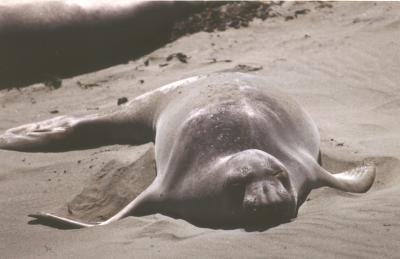 Northern Seal on the Ca. beach.jpg