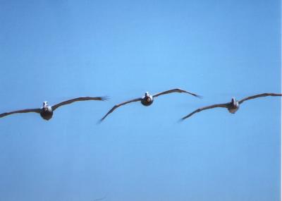 Pelicans- Flight Formation in Carmel Ca.jpg