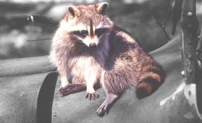 Raccoon - New Orleans Zoo.jpg