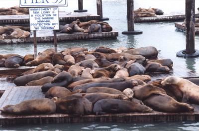 Sea Lions Pier 39 - San Francisco.jpg