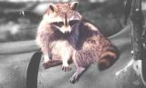 Raccoon - New Orleans Zoo.jpg