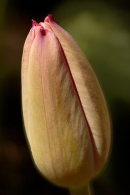 4/10/05 - Tulip Bud