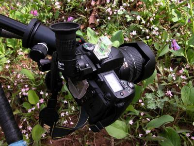 Wildflower Tripod Setup