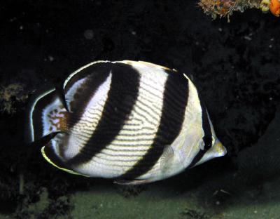 BandedButterflyFish.