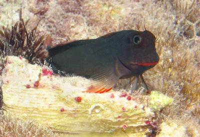 Blenny 5