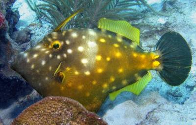 White Spotted Filefish 1