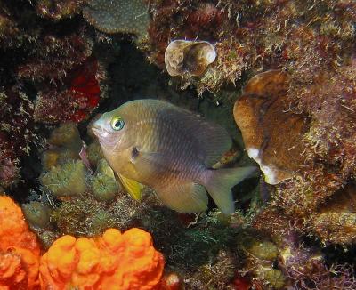 Damselfish