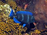 Blue Tang