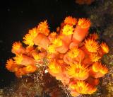 Coral 3
