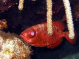 Glasseye Snapper