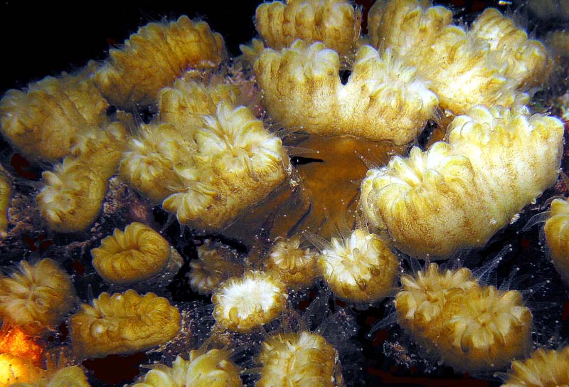 Coral