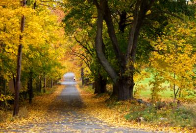 u15/ellen_morgan/medium/38928157.OldLexFallCanopy.jpg