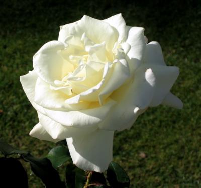 White Rose.jpg