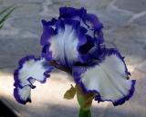 Purple and White Iris.jpg