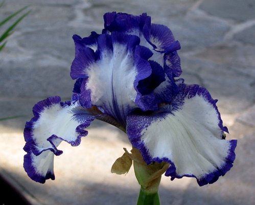 Purple and White Iris.jpg