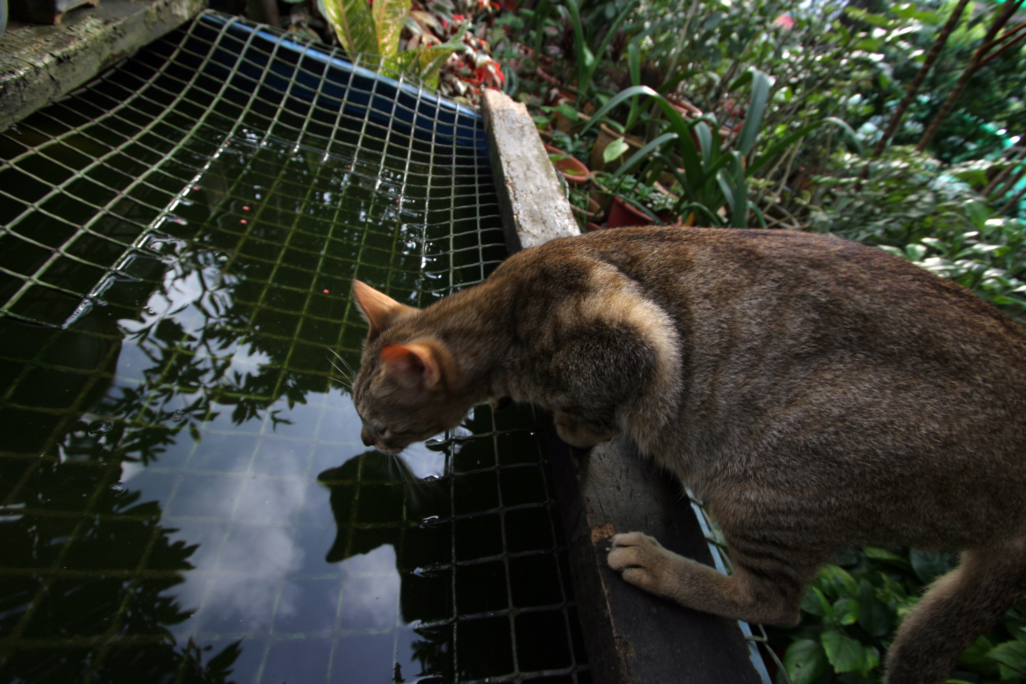Garden Drink