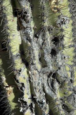 Rotting Cactus Skin