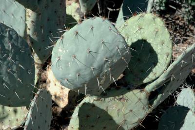 Prickly Pear Patch