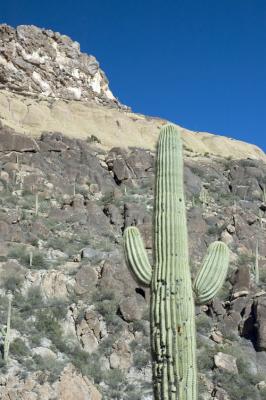 Cactus and Ridge Above