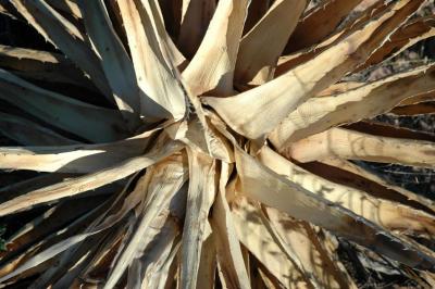 White Yucca Leaves