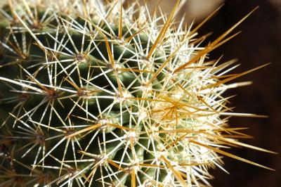 Close Up of Mini Cactus Needles