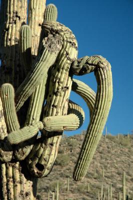 Tangled Up Cactus Arms