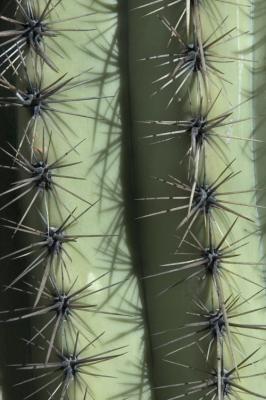 Saguaro Needles